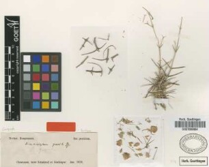 Acanthophyllum gracile Bunge ex Boiss. [syntype]