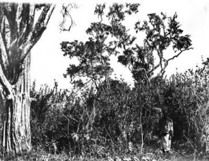 Westhang des Mount Meru : Vegetation am Westhang des Mount Meru.