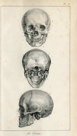 PL. II. Le Crâne