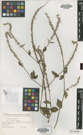 Achyranthes aspera L.