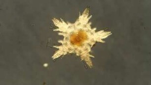 Ophiura albida metamorphosis 900 µm Helgoland 2013