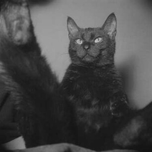 Porträt einer schwarzen Katze