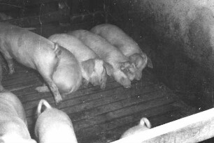 Vollspaltenboden für Schweine