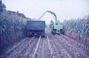 Fotografie: Ernteverfahren, Feldhäcksler selbstfahrend, Maissilage, Parallelverfahren
