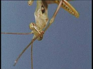 Mantis religiosa (Mantidae) - Putzverhalten