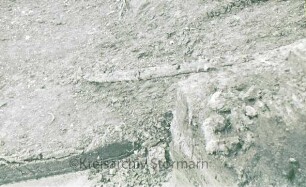 Nienwohlder Moor: Eichbaum im Moor