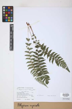 Athyrium rupicola (Hope) C. Chr.