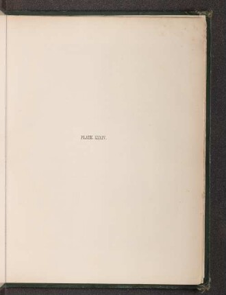 Plate XXXIV.