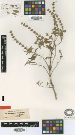 Ocimum menthaefolium Hochst. [type]