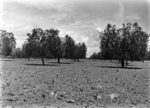 Olivenbäume : Blick auf Olivenbäume der Versuchsstation von Sidi Mesri