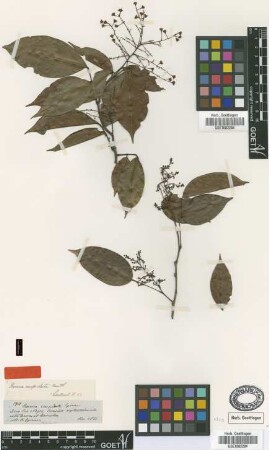 Rourea cuspidata Benth. [type]