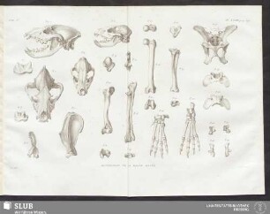 Pl. XXVIII. pag. 391