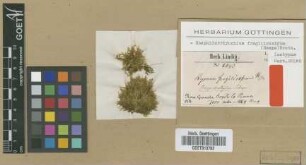Hypnum fragilirostrum Hampe [isotype]