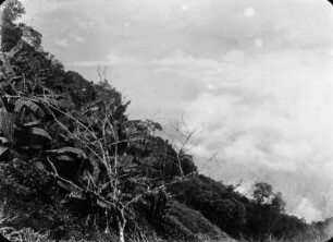 Nutzpflanzen in Urwäldern : Pflanzung von Bananen, Plata und Gramalote in den Wäldern der Medio-Yungas von Mapiri.