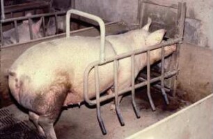 Fotografie: Sauenhaltung, Abferkelstall, Abferkelbucht
