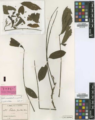 Trichilia zenkeri Harms