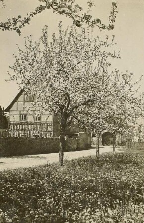 Altzitzschewig. Dorfplatz zur Baumblüte