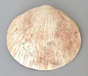 Muschelschale