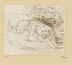Tiger in Gefangenschaft