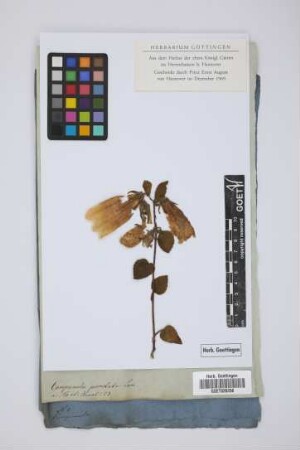 Campanula punctata Lam.