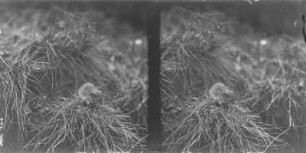 Erdmaus : Erdmaus (Microtus agrestis Linnaeus).