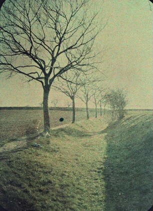 Landschaft mit Baumreihe an einem Graben