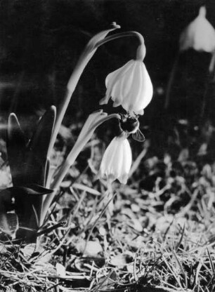 Frühlings-Knotenblume (Leucojum vernum), auch Märzenbecher, Märzbecher oder Großes Schneeglöckchen genannt, Pflanzenart aus der Familie der Amaryllisgewächse (Amaryllidaceae)