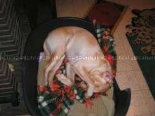 Hund liegt eingerollt in einem Hundekorb (Altersgruppe 14-17)