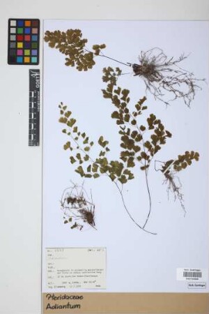 Adiantum