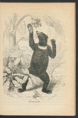Tafel: Der malayische Bär.