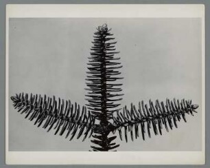 Stech-Fichte, Zweigstück (Picea pungens)