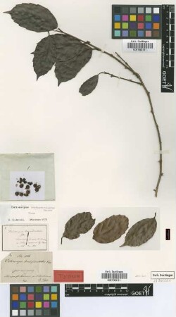 Doliocarpus brevipedicellatus Garcke [type]