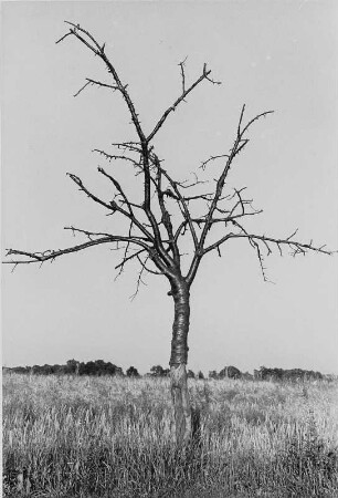 Landschaft mit Baum bei Hochkirch-Wuischke