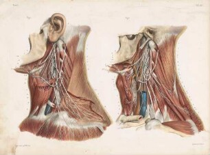 Plexus cervicalis (obere und untere Schicht)