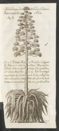 Abbildung der Wunderschönen Americanischen Aloe.