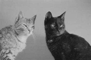 zwei Katzen