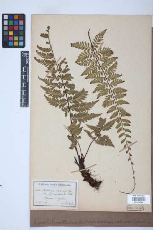 Asplenium radicans var. partitum (Klotzsch) Hieron.