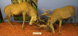 Diorama "Verkämpfte Hirsche"
