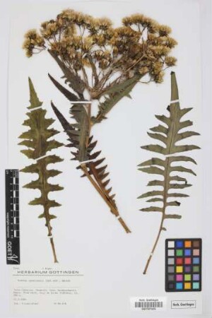 Sonchus canariensis (Sch.Bip.) Boulos