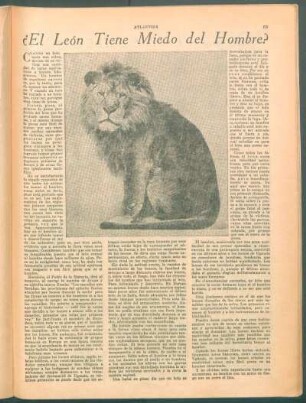 ¿El león tiene miedo del hombre?
