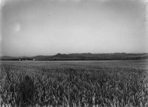 Weichweizen-Feld : Blick über Felder mit Weichweizen im Gebiet Sétifs.