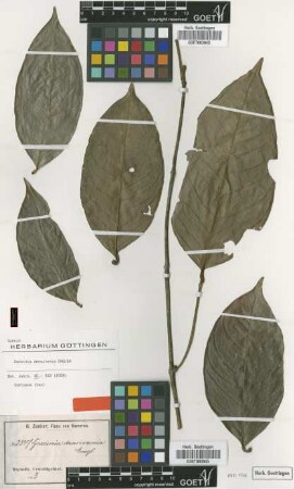 Garcinia densivenia Engl. [Isosyntype]