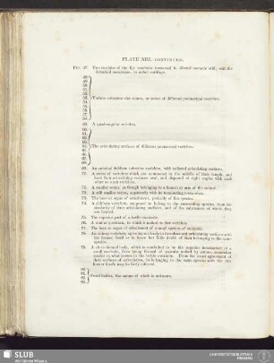 Plate XIII. Continued
