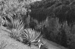 Reisefotos. Pflanzengruppe in einem Park (vielleicht in Ägypten)