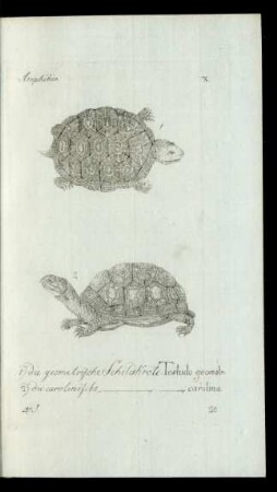 20. 1) die geometrische Schildkröte. Testudo geometr: 2) die carolinische [Schildkröte] [Testudo] carolina.