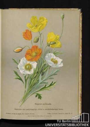 Papaver nudicaule. Sibirischer oder nacktstengeliger Mohn in verschiedenfarbigen Sorten.