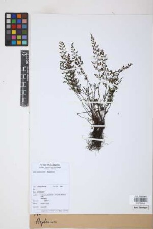 Asplenium spec.