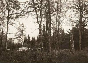 Gelichteter Mischwald im Altvatergebirge