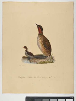 Podiceps minor. Latham. Der kleine Steißfuß. 1. Fem. 2. Iuvenis. - Zwergtaucher. Tachybaptus ruficollis; fem. juv. - Zeichner: Ambrosius Gabler; Stecher: Johann Carl Bock