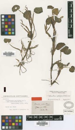 Heteranthera reniformis Ruiz & Pav. var. multiflora Griseb.